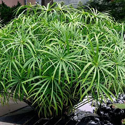 Dwarf Umbrella Palm (Cyperus alternifolius gracilis) - 10" Bulb Pot