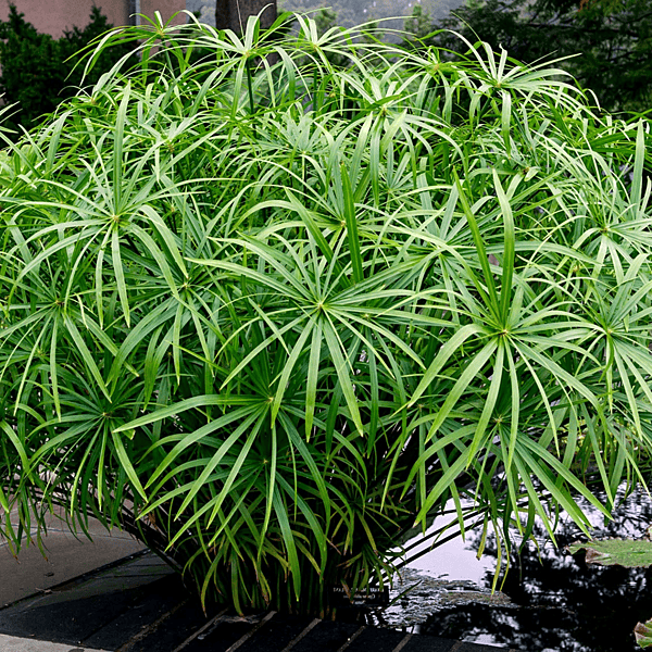 Dwarf Umbrella Palm (Cyperus alternifolius gracilis) - 10" Bulb Pot