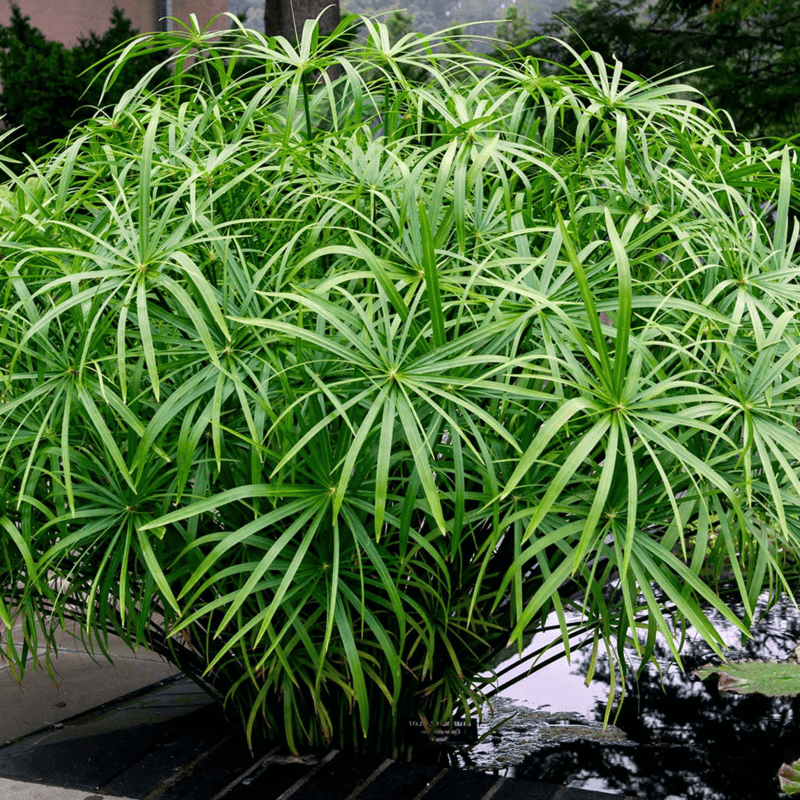 Dwarf Umbrella Palm (Cyperus alternifolius gracilis) - 10" Bulb Pot