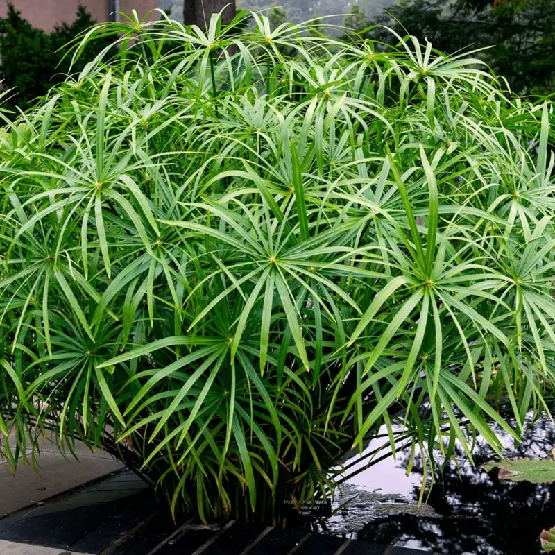 Dwarf Umbrella Palm (Cyperus alternifolius gracilis) - 10" Bulb Pot