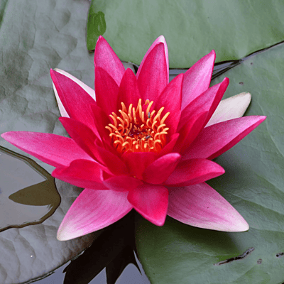 Hardy Water Lily Red 'Escarboucle' (Nymphaea 'Escarboucle') - 8" Pot