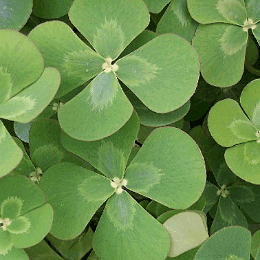 Four Leaf Water Clover (Marsilea quadrifolia) - 5.5" Pot