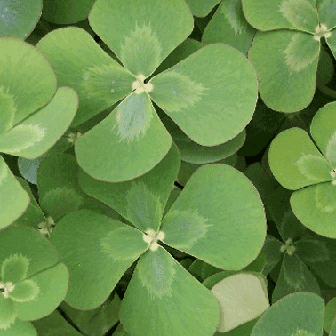 Four Leaf Water Clover (Marsilea quadrifolia) - 5.5" Pot