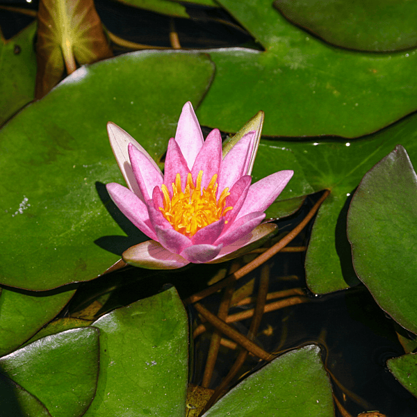 Hardy Water Lily (Dwarf) Pink 'Joanne Pring' (Nymphaea  'Joanne Pring') - 8" Pot