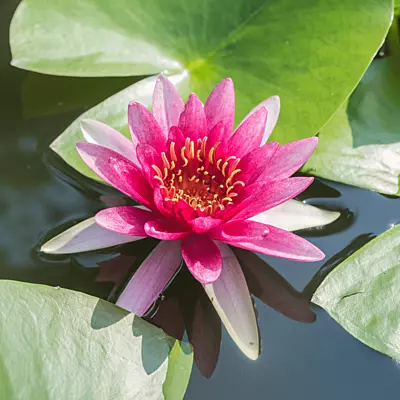 Hardy Water Lily Red 'Laydekeri Fulgens' (Nymphaea 'Laydekeri Fulgens') - 8" Pot