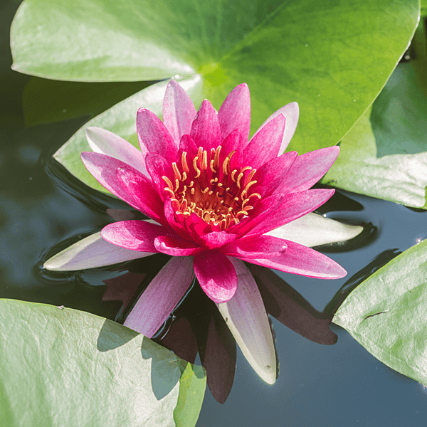 Hardy Water Lily Red 'Laydekeri Fulgens' (Nymphaea 'Laydekeri Fulgens') - 8" Pot
