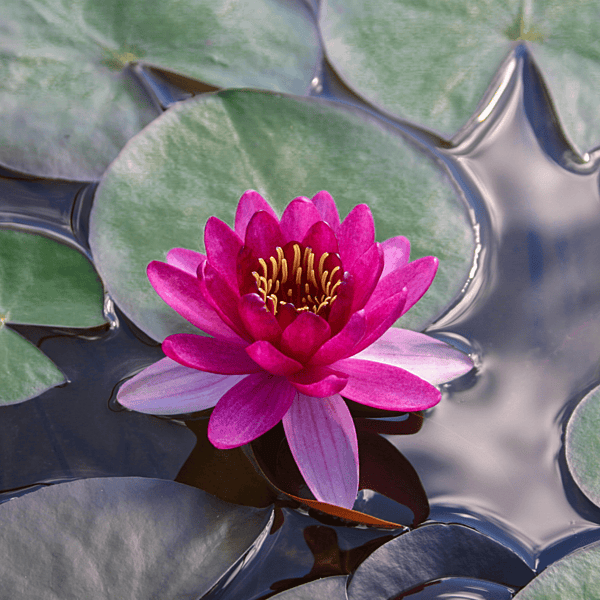 Hardy Water Lily (Dwarf) Red 'Perry's Baby Red' (Nymphaea 'Perry's Baby Red') - 8" Pot