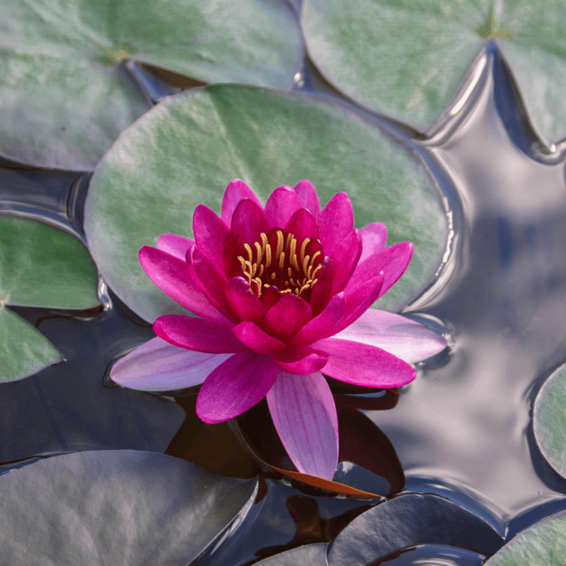 Hardy Water Lily (Dwarf) Red 'Perry's Baby Red' (Nymphaea 'Perry's Baby Red') - 8" Pot