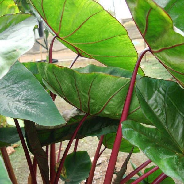 Red Stem Taro (Colocasia esculenta) - 10" Bulb Pot