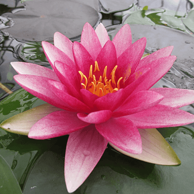 Hardy Water Lily Red 'Rembrandt' (Nymphaea 'Rembrandt') - 8" Pot