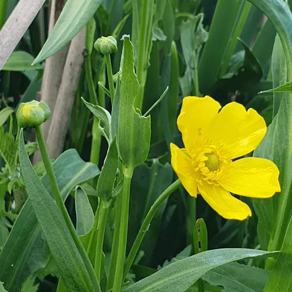 Spearwort (Ranunculus lingua grandiflora) - 5.5" Pot