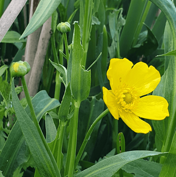 Spearwort (Ranunculus lingua grandiflora) - 5.5" Pot