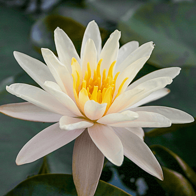 Hardy Water Lily Peach 'Starbright' (Nymphaea ' Starbright') - 8" Pot