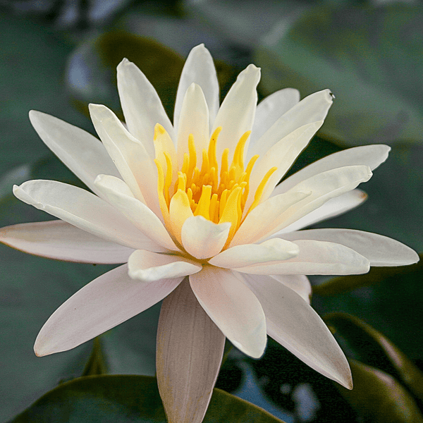Hardy Water Lily Peach 'Starbright' (Nymphaea ' Starbright') - 8" Pot