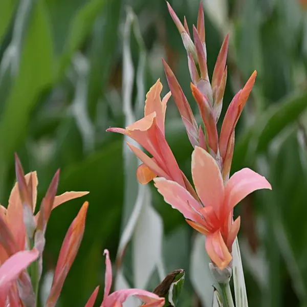 Canna 'Stuttgart' (Canna sp. 'Stuttgart') - 10" Pot