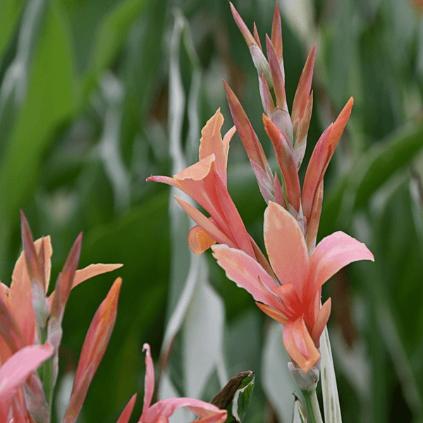 Canna 'Stuttgart' (Canna sp. 'Stuttgart') - 10" Pot