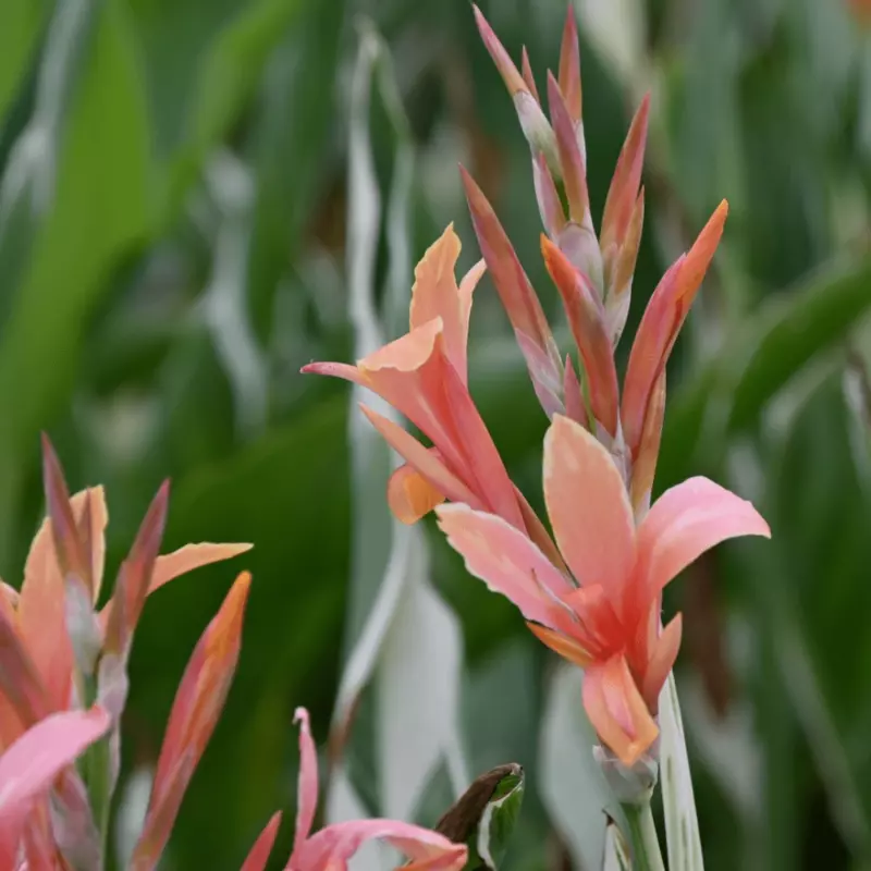 Canna 'Stuttgart' (Canna sp. 'Stuttgart') - 10" Pot