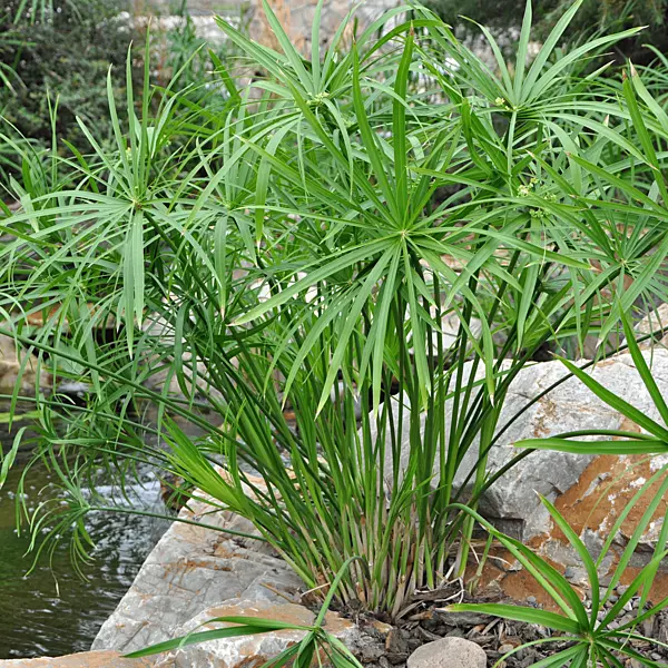 Umbrella Palm (Cyperus alternifolius) - 10" Bulb Pot