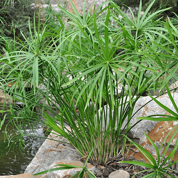 Umbrella Palm (Cyperus alternifolius) - 10" Bulb Pot