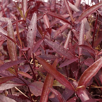 Water Amaranth (Alternanthera reineikii) - 10" Bulb Pot