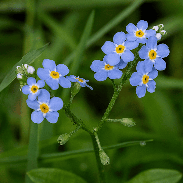 Water Forget-Me-Not (Myosotis scorpioides) - 5.5" Pot