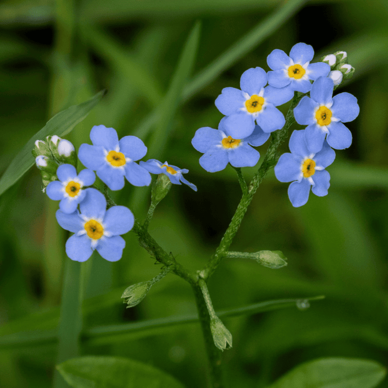 Water Forget-Me-Not (Myosotis scorpioides) - 5.5" Pot