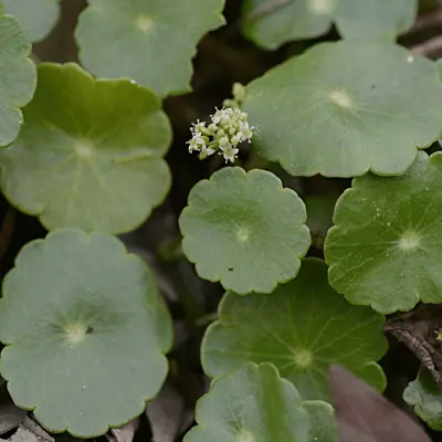 Water Pennywort (Hydrocotyle vulgaris) - 10" Bulb Pot
