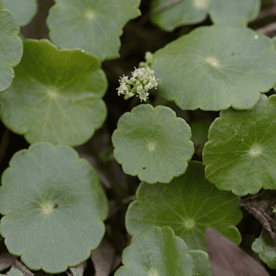 Water Pennywort (Hydrocotyle vulgaris) - 10" Bulb Pot