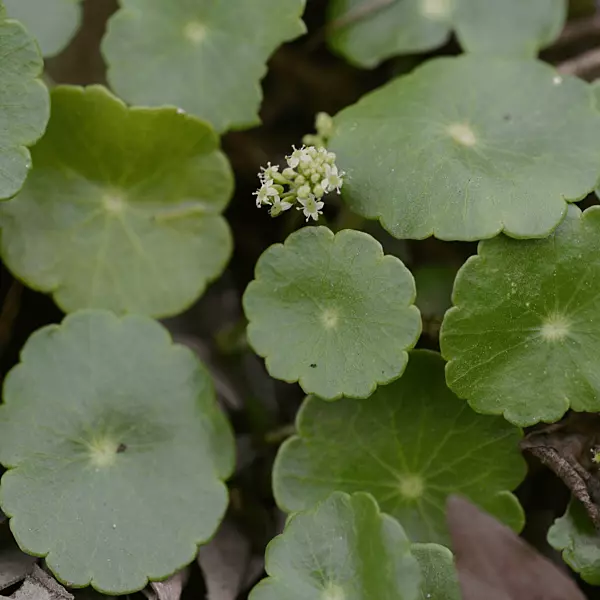 Water Pennywort (Hydrocotyle vulgaris) - 10" Bulb Pot