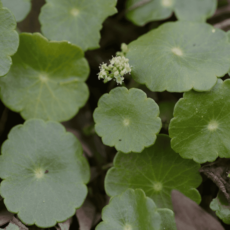 Water Pennywort (Hydrocotyle vulgaris) - 10" Bulb Pot