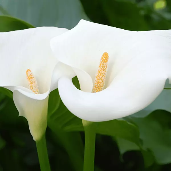 Zantedeschia aethiopica (Calla Lily) - 5.5" Pot