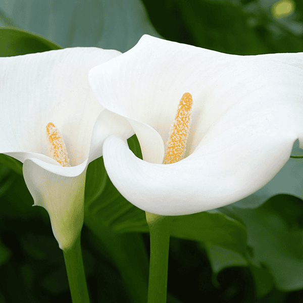 Zantedeschia aethiopica (Calla Lily) - 5.5" Pot