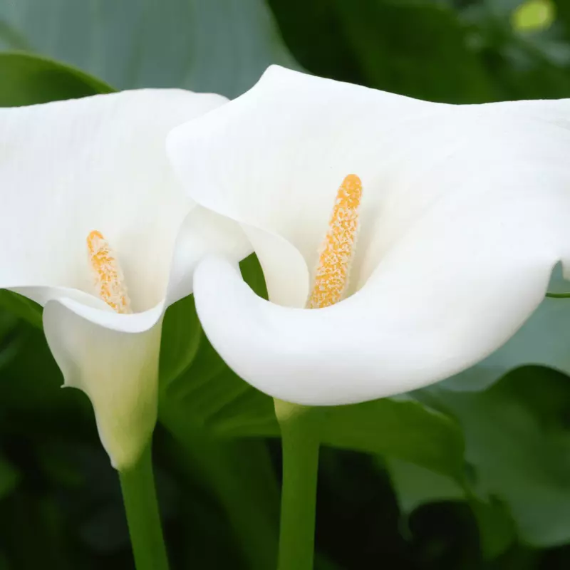 Zantedeschia aethiopica (Calla Lily) - 5.5" Pot