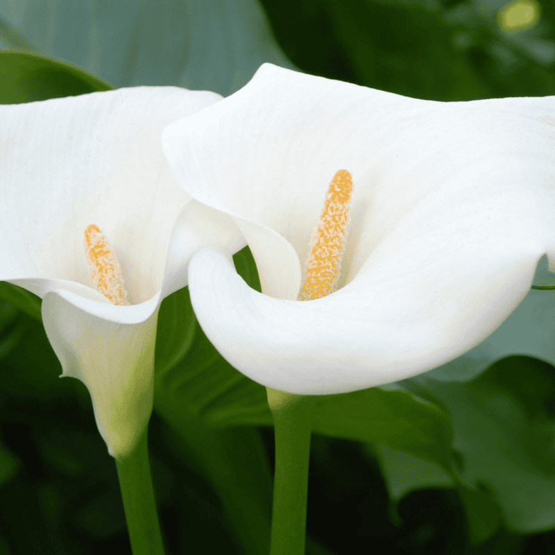 Zantedeschia aethiopica (Calla Lily) - 5.5" Pot