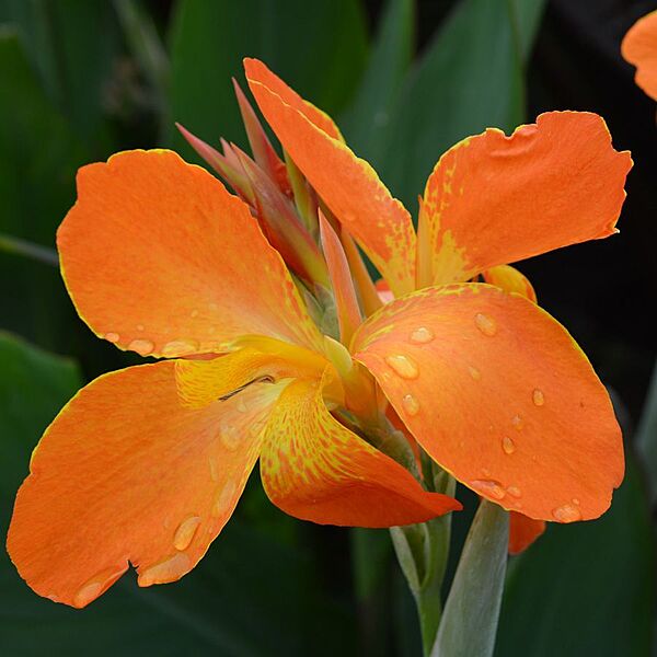 Canna 'Orange Punch' (Canna sp. 'Orange Punch') - 10" Pot