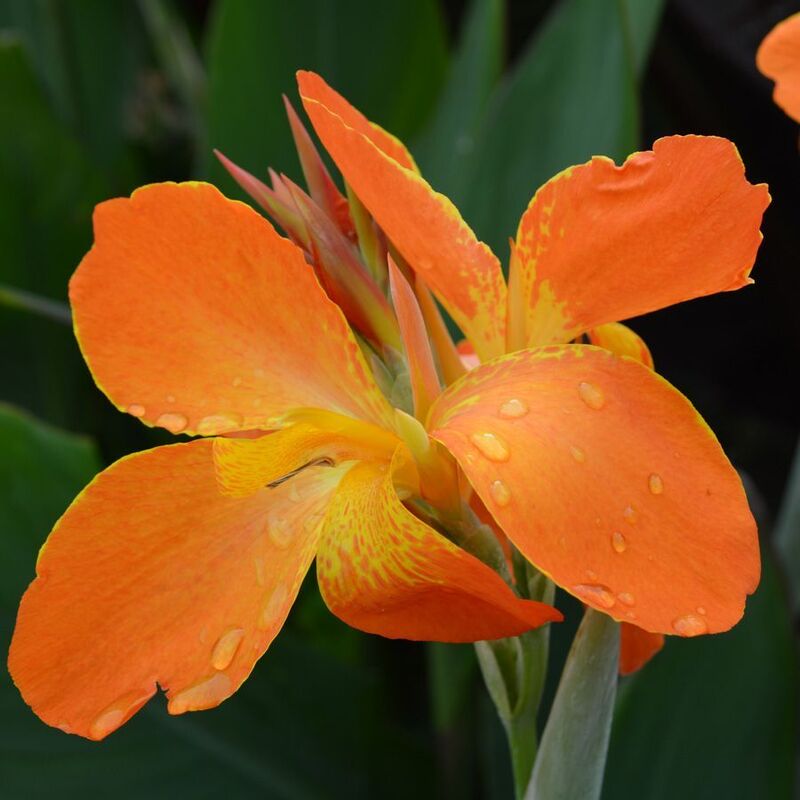 Canna 'Orange Punch' (Canna sp. 'Orange Punch') - 10" Pot