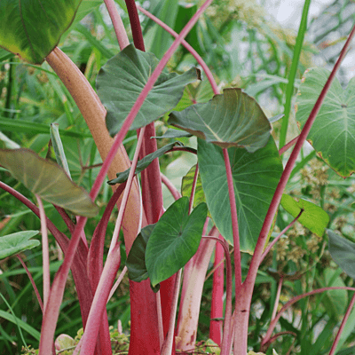 Rhubarb Taro (Colocasia esculenta) - 10" Bulb Pot