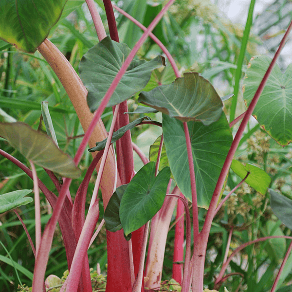 Rhubarb Taro (Colocasia esculenta) - 10" Bulb Pot