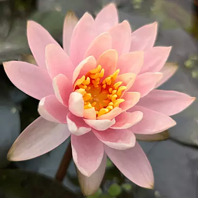 Hardy Water Lily Pink 'Pink Grapefruit' (Nymphaea ' Pink Grapefreuit') - 8" Pot