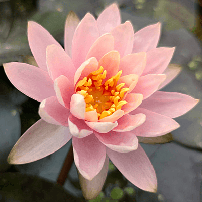 Hardy Water Lily Pink 'Pink Grapefruit' (Nymphaea ' Pink Grapefreuit') - 8" Pot