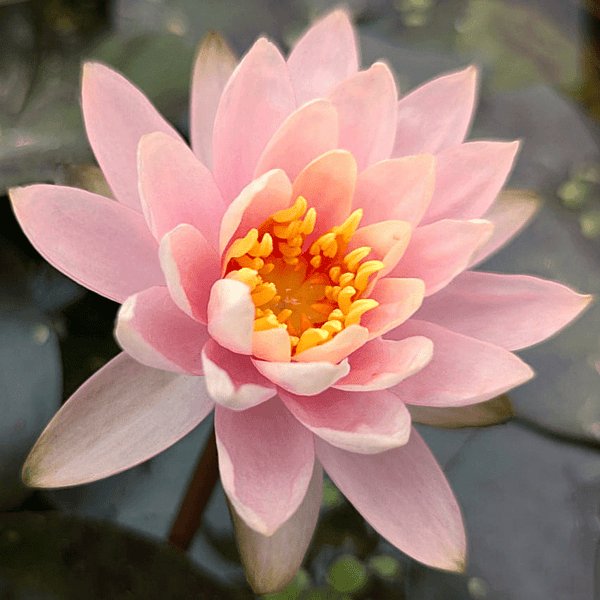 Hardy Water Lily Pink 'Pink Grapefruit' (Nymphaea ' Pink Grapefreuit') - 8" Pot