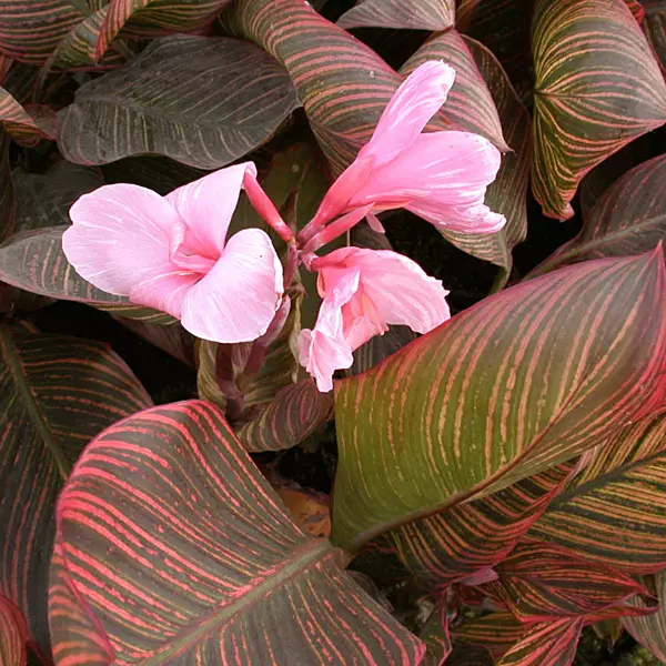 Canna 'Pink Sunburst' (Canna sp. 'Pink Sunburst') - 10" Pot