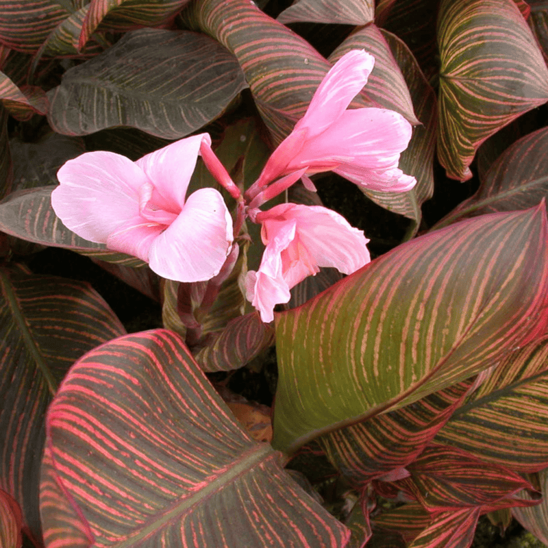 Canna 'Pink Sunburst' (Canna sp. 'Pink Sunburst') - 10" Pot