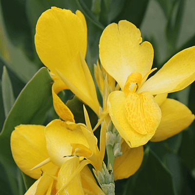 Canna 'Lemon Punch' (Canna sp. 'Lemon Punch') - 10" Pot