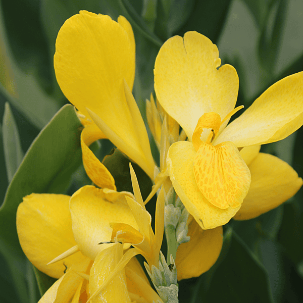 Canna 'Lemon Punch' (Canna sp. 'Lemon Punch') - 10" Pot