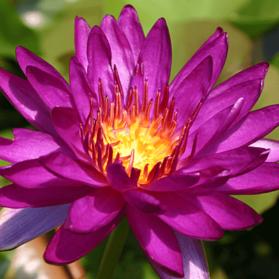 Hardy Water Lily Purple 'Purple Fantasy' (Nymphaea 'Purple Fantasy') - 8" Pot