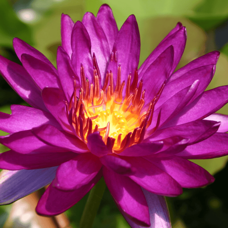 Hardy Water Lily Purple 'Purple Fantasy' (Nymphaea 'Purple Fantasy') - 8" Pot
