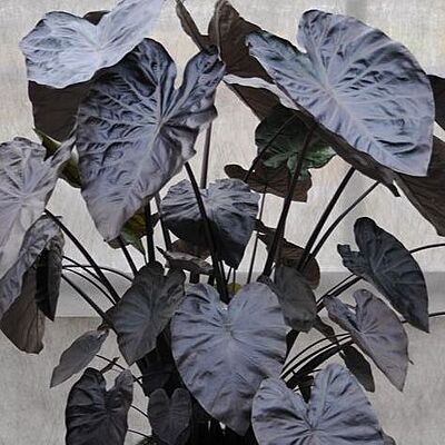 Taro 'Black Coral' (Colocasia esculenta 'Black Coral') - 10" Bulb Pot