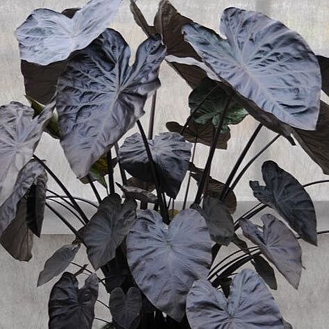 Taro 'Black Coral' (Colocasia esculenta 'Black Coral') - 10" Bulb Pot