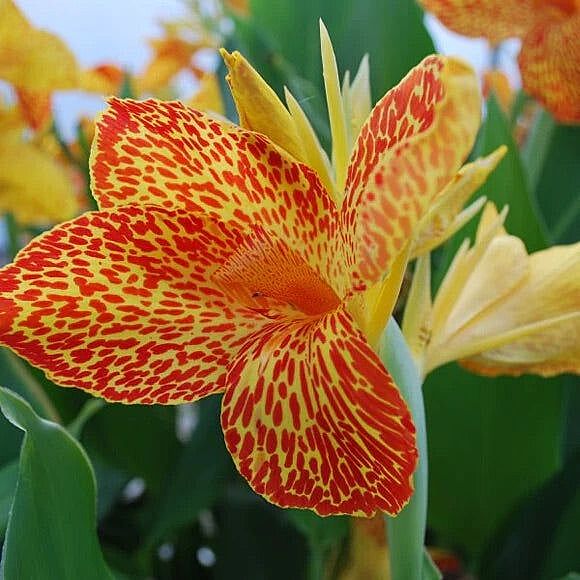 Canna 'Maui Punch' (Canna sp. 'Maui Punch') - 10" Pot